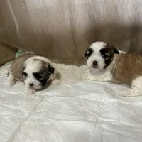 Maizlee, a female Shih Tzu for sale in Hickory, NC – Photo 1 of 4