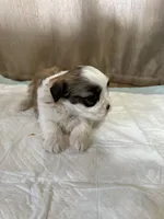 Maizy, a female Shih Tzu for sale in Hickory, NC – Photo 4 of 5