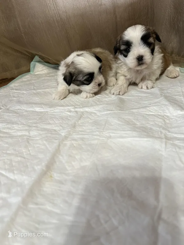 Maizy, a female Shih Tzu for sale in Hickory, NC – Photo 1 of 5