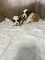 Maizy, a female Shih Tzu for sale in Hickory, NC – Photo 3 of 5