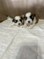 Maizy, a female Shih Tzu for sale in Hickory, NC – Photo 2 of 5