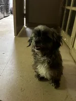Coco, a female Shih Tzu for sale in Hickory, NC – 2 of 2