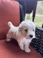 Murph, a male Maltese for sale in Hickory, NC – Photo 3 of 3