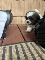 Marlee, a female Shih Tzu for sale in Hickory, NC – 1 of 4