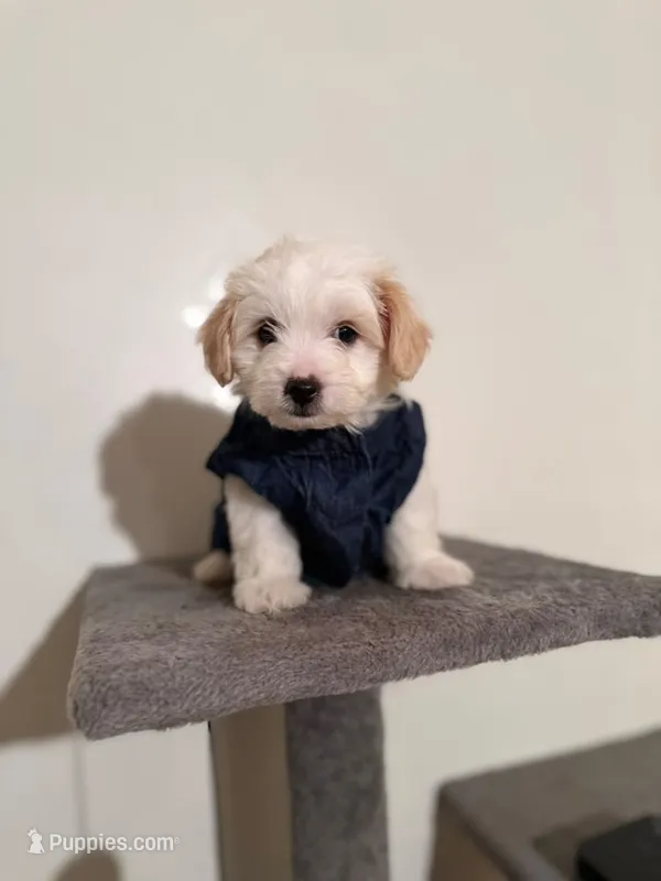 Rico – Maltipoo, Poodle - Toy  puppy for sale in Long Beach, CA