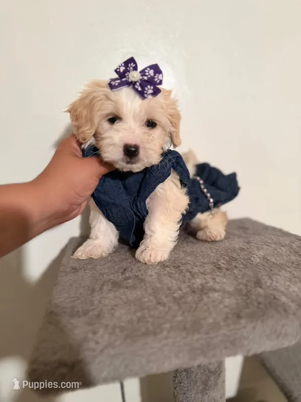 Lipy – Maltipoo, Poodle - Toy  puppy for sale in Long Beach, CA