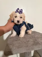 Lipy, a female Maltipoo and Poodle - Toy  for sale in Long Beach, CA – 1 of 1