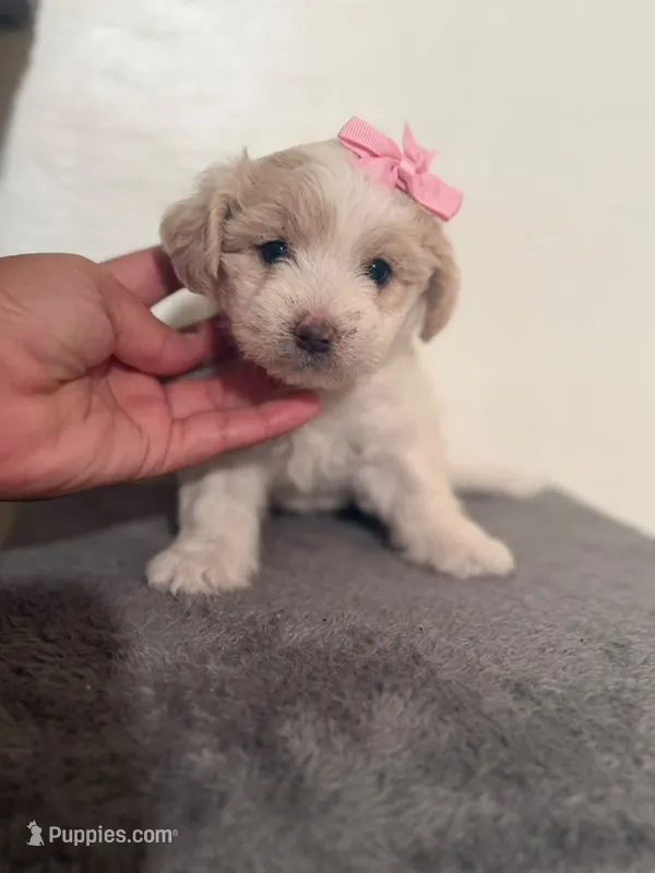 Ziko – Maltipoo, Poodle - Toy  puppy for sale in Long Beach, CA