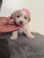 Ziko, a female Maltipoo and Poodle - Toy  for sale in Long Beach, CA – 1 of 1