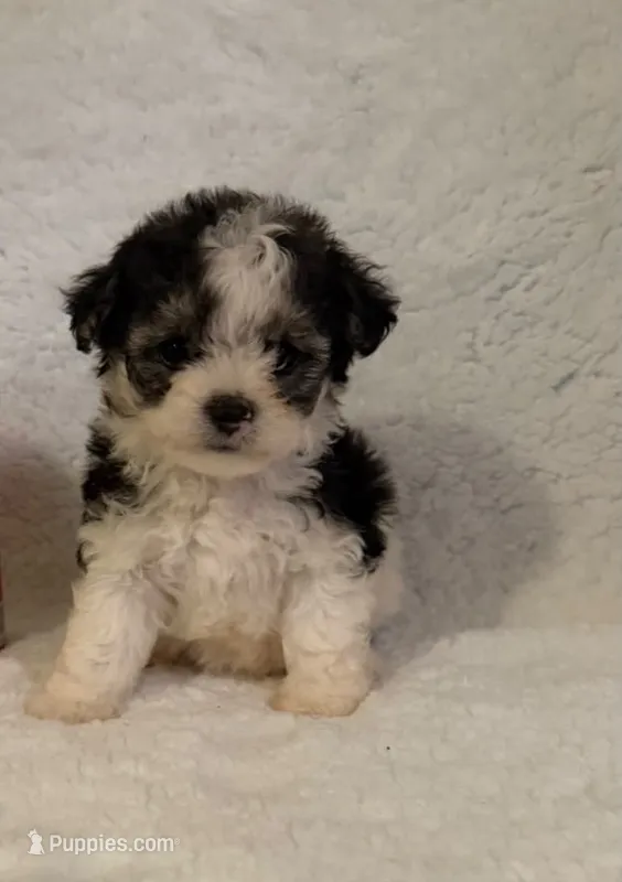 Jack – Maltipoo, Poodle - Toy  puppy for sale in Long Beach, CA