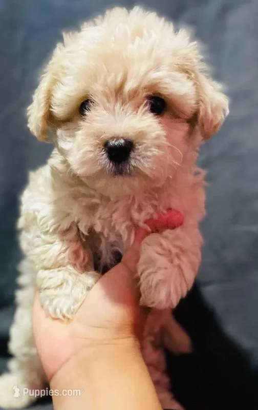 Leo – Maltipoo, Poodle - Toy  puppy for sale in Sacramento, CA