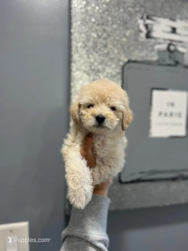 Pio – Maltipoo, Poodle - Toy  puppy for sale in Sacramento, CA