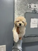 Pio, a female Maltipoo and Poodle - Toy  for sale in Sacramento, CA – 1 of 1