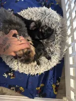 Cuteboy, a male Yorkshire Terrier for sale in Riverside, CA – Photo 4 of 6