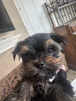 Cuteboy, a male Yorkshire Terrier for sale in Riverside, CA – Photo 3 of 6