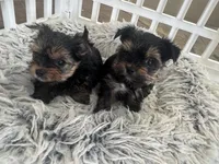 Cuteboy, a male Yorkshire Terrier for sale in Riverside, CA – Photo 1 of 6