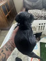 Cuteboy, a male Yorkshire Terrier for sale in Riverside, CA – Photo 2 of 6