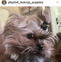 Cuteboy, a male Yorkshire Terrier for sale in Riverside, CA – Photo 5 of 6