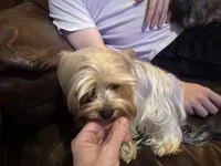 Doll face, a female Yorkshire Terrier for sale in Riverside, CA – Photo 2 of 4