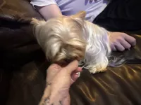 Doll face, a female Yorkshire Terrier for sale in Riverside, CA – Photo 3 of 4