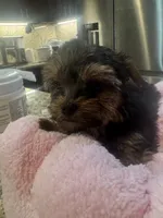 Doll face, a female Yorkshire Terrier for sale in Riverside, CA – Photo 1 of 4