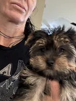 Babygirl, a female Yorkshire Terrier for sale in Riverside, CA – Photo 5 of 6