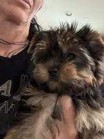 Babygirl, a female Yorkshire Terrier for sale in Riverside, CA – Photo 1 of 6