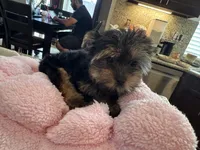 Babygirl, a female Yorkshire Terrier for sale in Riverside, CA – Photo 6 of 6
