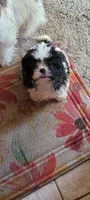 Female 1, a female Shih Tzu and Poodle - Miniature  for sale in Hobart, IN – 2 of 3