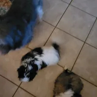 Female 1, a female Shih Tzu and Poodle - Miniature  for sale in Hobart, IN – 3 of 3