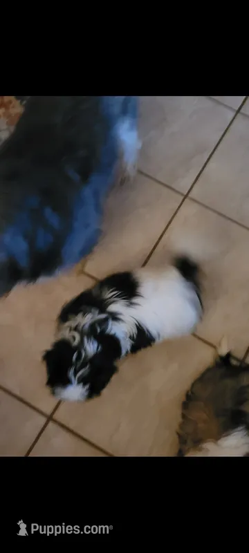 Female 1 – Shih Tzu, Poodle - Miniature  puppy for sale in Hobart, IN