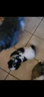 Female 1, a female Shih Tzu and Poodle - Miniature  for sale in Hobart, IN – 1 of 3