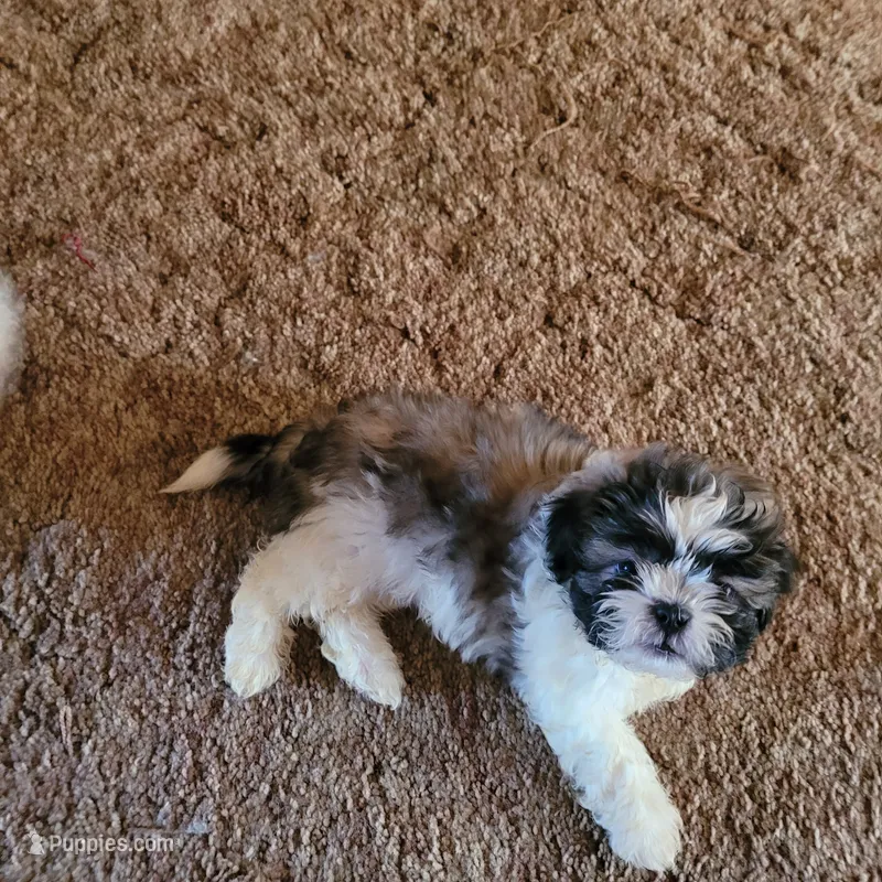 Male 1 – Shih Tzu, Poodle - Miniature  puppy for sale in Hobart, IN