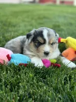 Bullseye, a male Miniature Australian Shepherd for sale in Molalla, OR – Photo 1 of 7