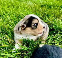 Bullseye, a male Miniature Australian Shepherd for sale in Molalla, OR – Photo 2 of 7