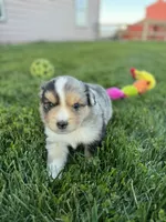 Bullseye, a male Miniature Australian Shepherd for sale in Molalla, OR – Photo 5 of 7