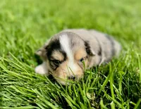 Bullseye, a male Miniature Australian Shepherd for sale in Molalla, OR – Photo 3 of 7