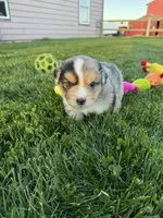 Bullseye, a male Miniature Australian Shepherd for sale in Molalla, OR – Photo 7 of 7