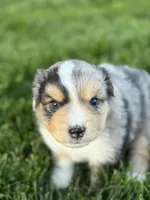 Bullseye, a male Miniature Australian Shepherd for sale in Molalla, OR – Photo 6 of 7
