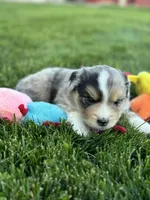 Bullseye, a male Miniature Australian Shepherd for sale in Molalla, OR – Photo 4 of 7