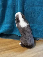 Luna, a female Miniature American Shepherd for sale in Molalla, OR – Photo 6 of 10