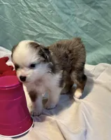 Luna, a female Miniature American Shepherd for sale in Molalla, OR – Photo 7 of 10