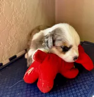 Luna, a female Miniature American Shepherd for sale in Molalla, OR – Photo 4 of 5