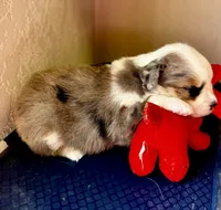 Luna, a female Miniature American Shepherd for sale in Molalla, OR – Photo 5 of 5