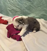 Luna, a female Miniature American Shepherd for sale in Molalla, OR – Photo 10 of 10