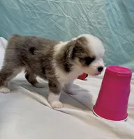 Luna, a female Miniature American Shepherd for sale in Molalla, OR – Photo 9 of 10