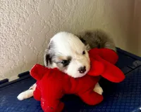 Luna, a female Miniature American Shepherd for sale in Molalla, OR – Photo 3 of 5