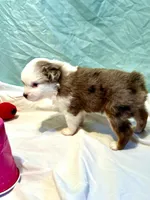 Luna, a female Miniature American Shepherd for sale in Molalla, OR – Photo 8 of 10