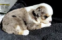 Luna, a female Miniature American Shepherd for sale in Molalla, OR – Photo 1 of 5