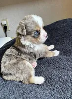 Maverick, a male Miniature Australian Shepherd for sale in Molalla, OR – Photo 2 of 3